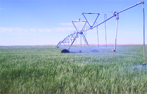 Agriculture à Tlemcen