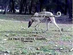 Le levrier (Sloughi)