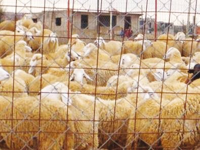 Un gang de voleurs de bétail arrêté à El-Mesdour