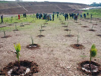 Blida / Plantation de 100 000 arbustes et rosiers