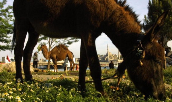بقايا حمار تثير استياء ومخاوف في وهران