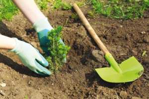 Plantation d'une centaine d'arbres ornementaux