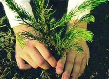 شرطة جيجل تنظّم حملة للتشجير في اليوم العالمي للغابات