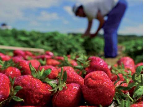 Un échantillon d'exportation expédié en Russie