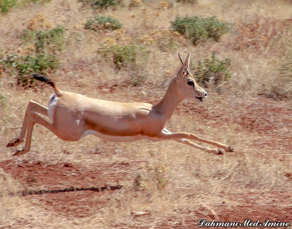 La randonnée pédestre