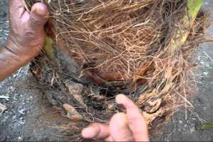 جرذان الطوب تفتك بثروة النخيل والفلاحون يستغيثون بالوادي