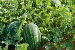 الوادي تشرع في تصدير  الدلّاع  نحو الخليج وإسبانيا