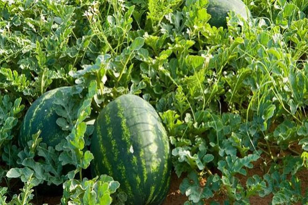 الوادي تشرع في تصدير