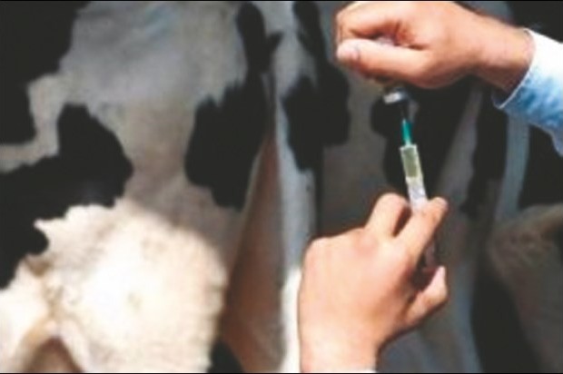 12 cas de brucellose signalés