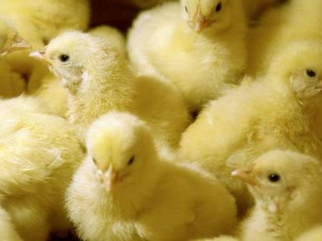 Pris à la gorge, les éleveurs brûlent leurs poussins