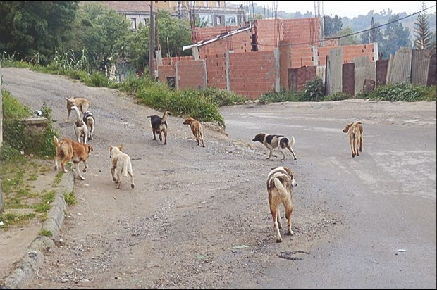 Vu à Tizi Ghennif (Tizi Ouzou)