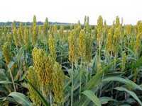 يوم تقني لفائدة المزارعين ومربي البقر بسيدي بلعباس