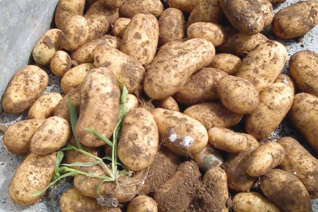 Le mildiou fait son apparition