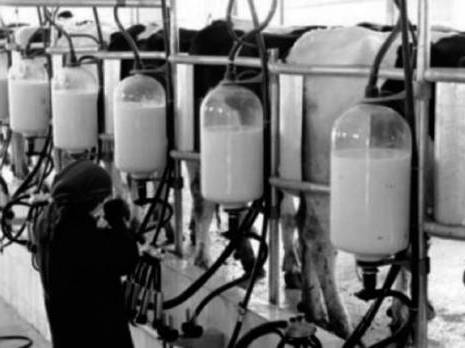 Les producteurs-collecteurs de lait de Souk Ahras mécontents