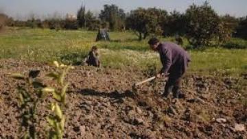 فلاحو عين تموشنت متخوفون من تراجع الموسم الفلاحي