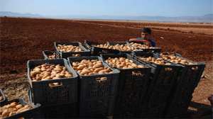 700 000 tonnes seront exportées