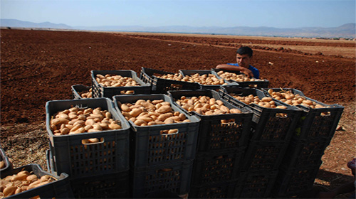 700 000 tonnes seront exportées