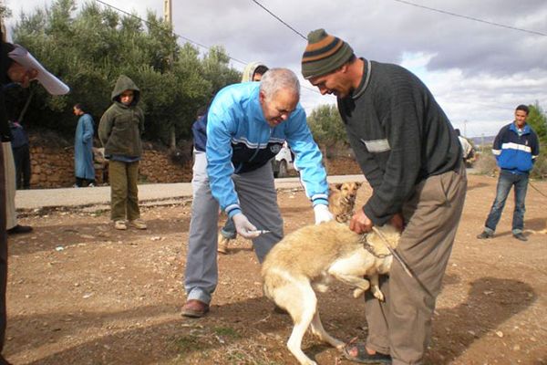 تسجيل خمس بؤر جديدة لداء الكلب في البليدة