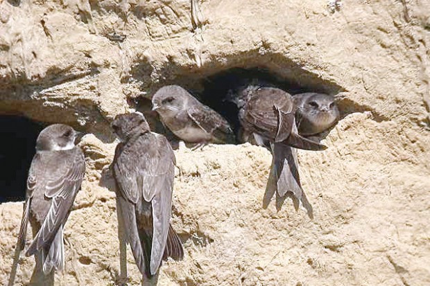 Les hirondelles ne font plus le printemps au nord de l'Algérie