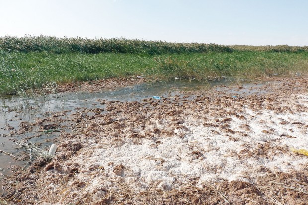 La menace de paludisme pèse sur les habitants d'El-Barka !
