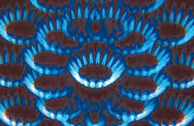 À quand le raccordement au réseau de gaz naturel '