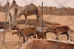 ثروة الإبل بين أنياب الحيوانات المفترسة وشبح الطرقات بالوادي