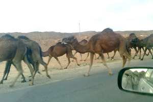 مربو الإبل بالوادي يستنجدون بالسلطات العليا لإنقاذ هذه الثروة