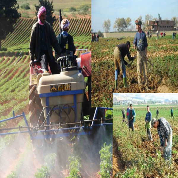 Encourager les jeunes à investir dans les activités agricoles (PEP)
