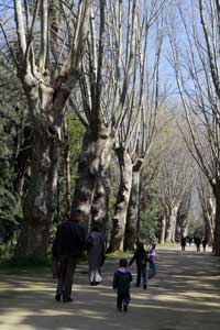 Amendement en cours de la loi forestière