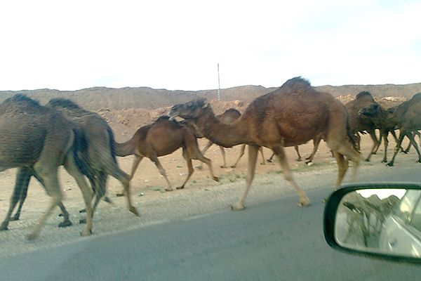 مربو الإبل بالوادي يستنجدون بالسلطات العليا لإنقاذ هذه الثروة