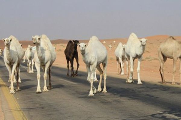 الإبل السائبة تهدد مستعملي طريق حاسي مسعود بورقلة