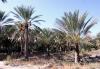 Biskra : 520 palmiers dattiers ravagés par les flammes
