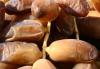 Tizi Ouzou : Le miel de dattes : Une mixture curative