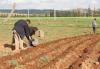 Tipasa : L'agriculture redémarre à Sidi Semiane
