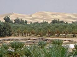 سبب غياب الدعم وعزوف الشباب عن زراعته              “الغيطان” في الوادي مصدر إنتاج فلاحي ومعلم سياحي مهدّد بالزوال