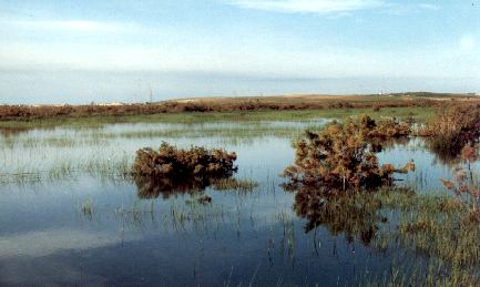 Marais de la Macta