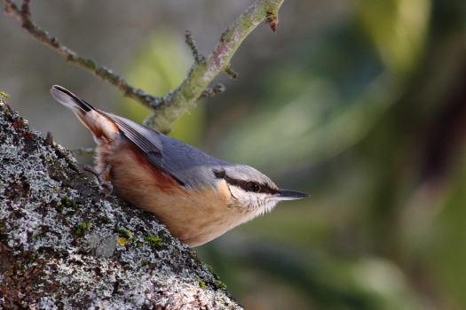 Journée d'étude sur la Sittelle Kabyle de Babor