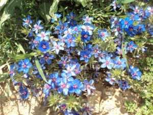Promenade en pleine nature, le 15 mai 2016