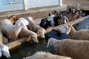 سكان العقلة بالوادي يعيشون في جحيم بيئي