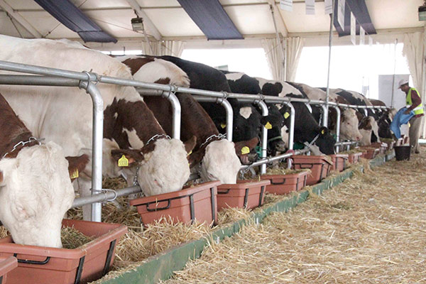 مزرعتان لتربية 44 ألف بقرة حلوب بالبيض والمنيعة قبل نهاية 2016