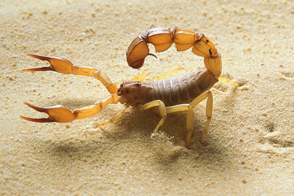 اللسعات العقربية أكبر خطر يتهدد سكان المناطق النائية بورقلة