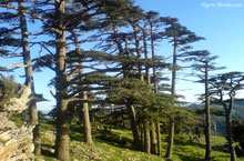 Batna / Environnement-forêts