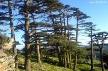 Batna / Environnement-forêts