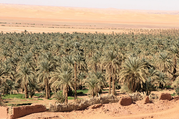 90 ألف نخلة في الحمراية بالوادي مهددة بالفناء