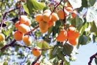 Un florilège de variétés et de saveurs