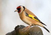 La préservation du chardonneret élégant et le cerf de Barbarie soulignée