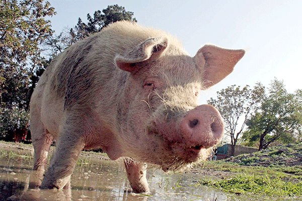 الأمن يحقق في وجود خنزير في بيت جزار بباتنة