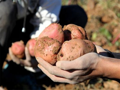 Production de semences de pomme de terre