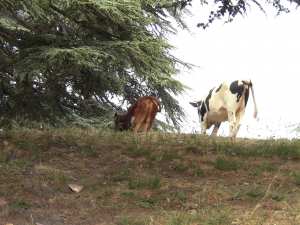 La Nature est vivante , soyons les gardiens de la Vie