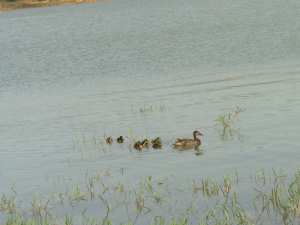L'eau, une ressource vitale à protéger et à partager